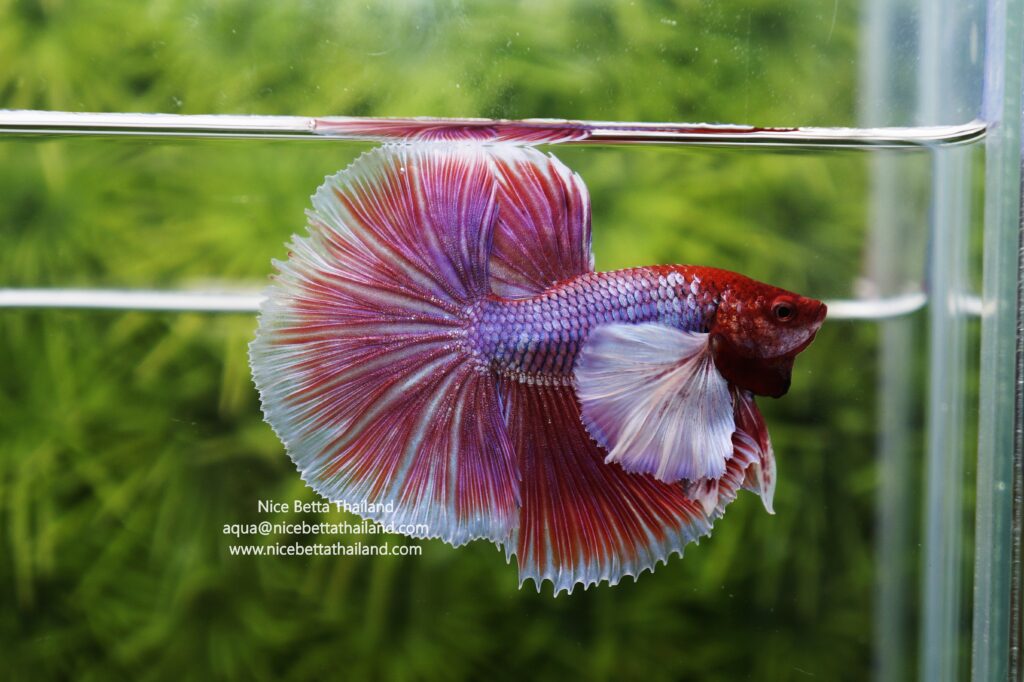 Betta splendens