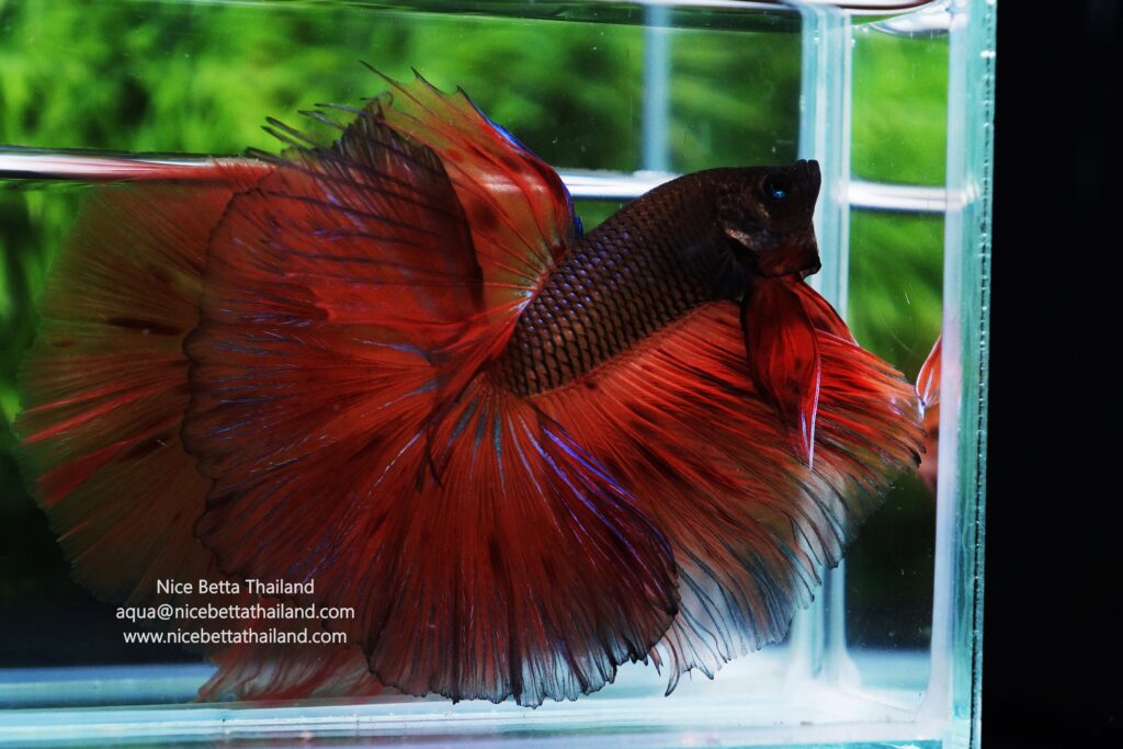 Betta splendens