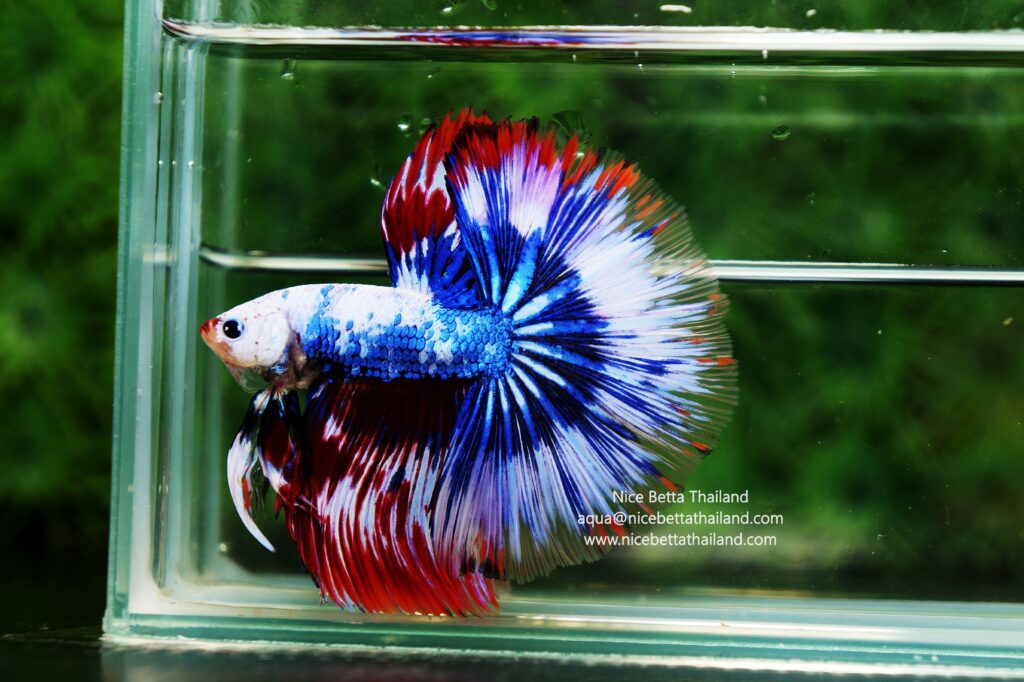 Betta splendens