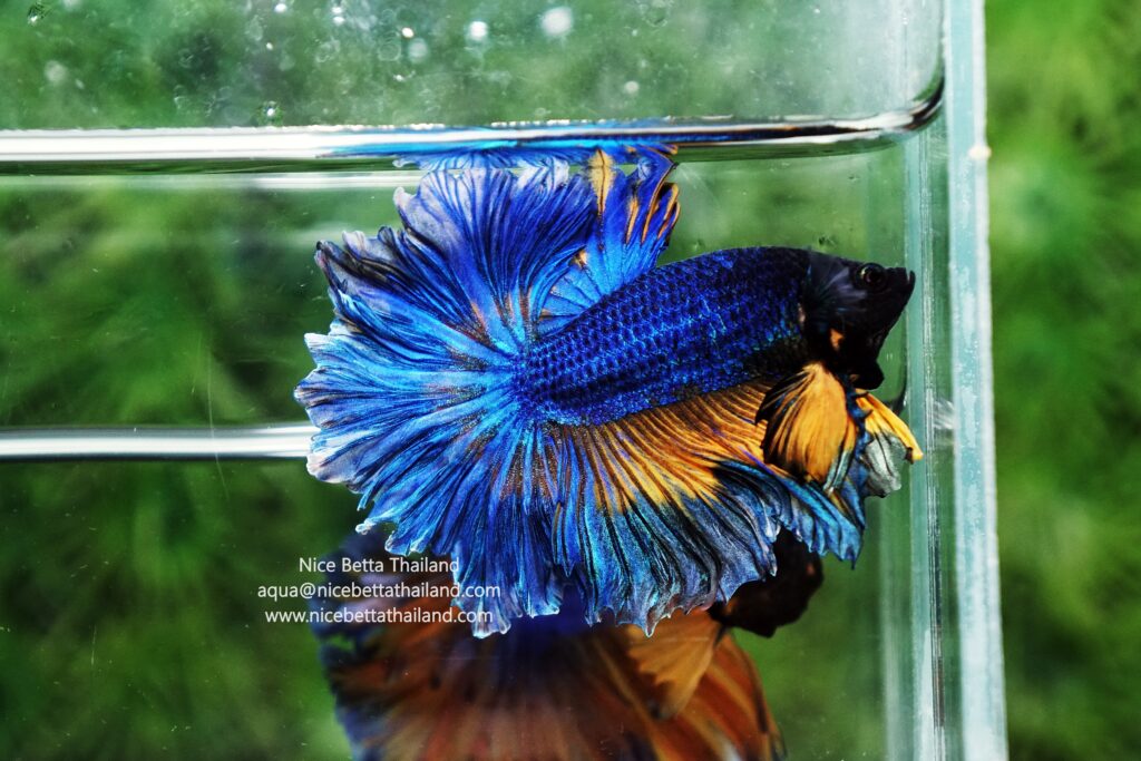 Betta splendens