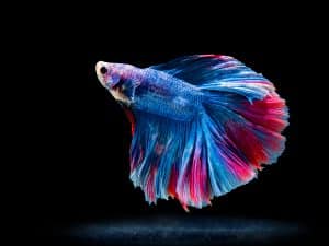 Betta splendens