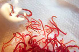 Bloodworm