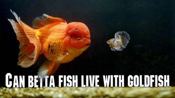 Can betta fish live with gold fish