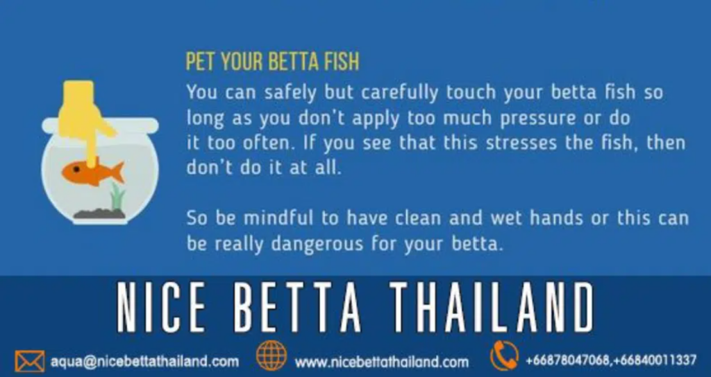 Care your betta fish