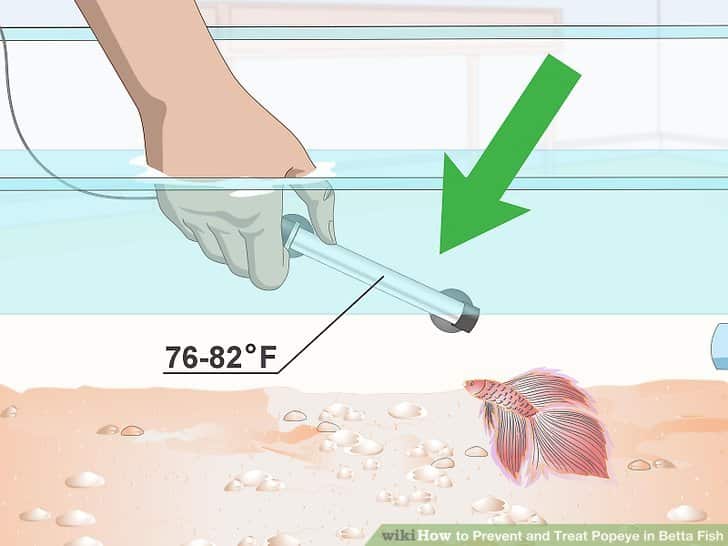 Clean betta fish tank step2