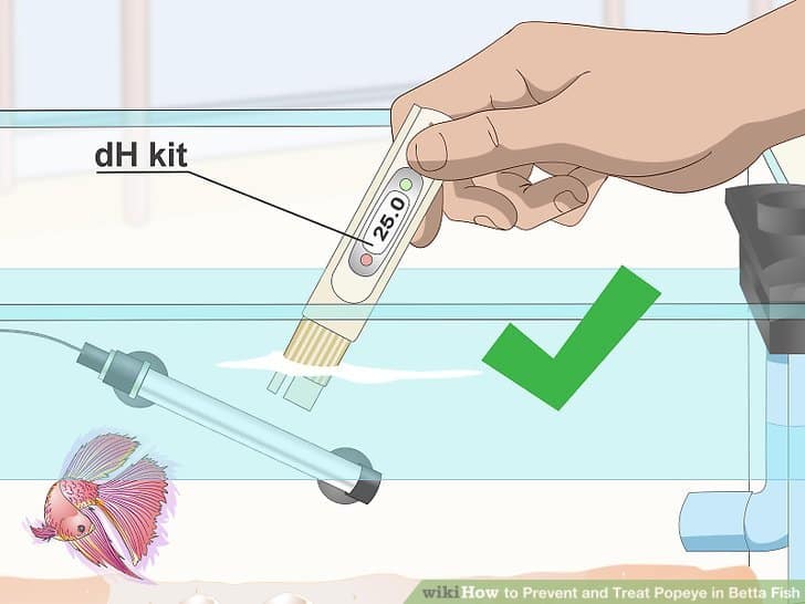 Clean betta fish tank step4