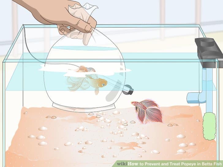 Clean betta fish tank step5