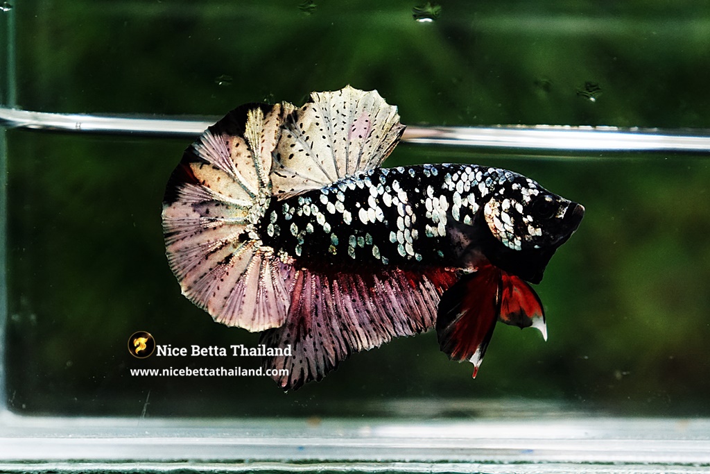 Copper Avatar Betta Fish For Sale