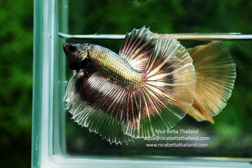 Copper beta fish