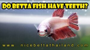 Do Betta Fish Have Teeth