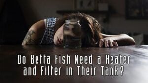Do Betta Fish Need a Heater and Filter in Their Tank