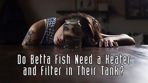Do Betta Fish Need a Heater and Filter in Their Tank
