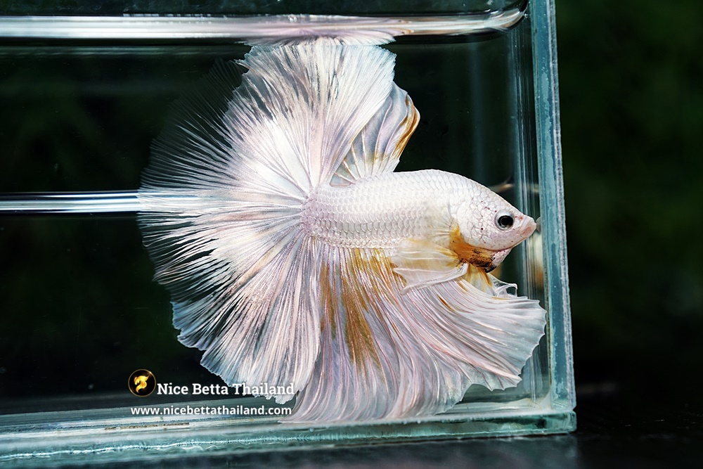 Dragon Betta Fish For Sale