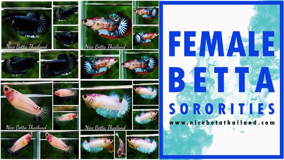 Female betta fish sorority tanks