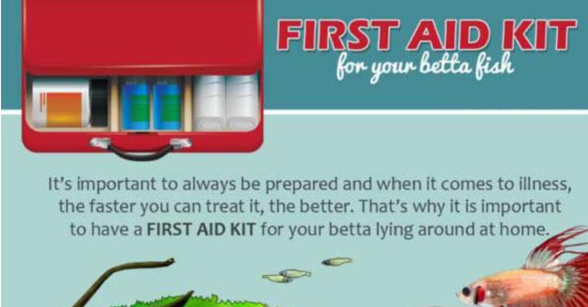 Betta first aid (infographic) - nicebettathailand.com