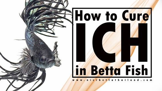 HOW TO CURE ICH IN BETTA