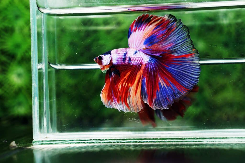 High quality betta fish