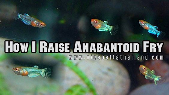 How I Raise Anabantoid Fry