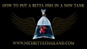 How To Put A Betta Fish In A New Tank