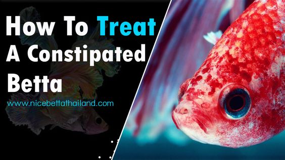 How can I treat a constipated betta fish
