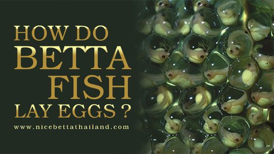How do betta fish lay eggs