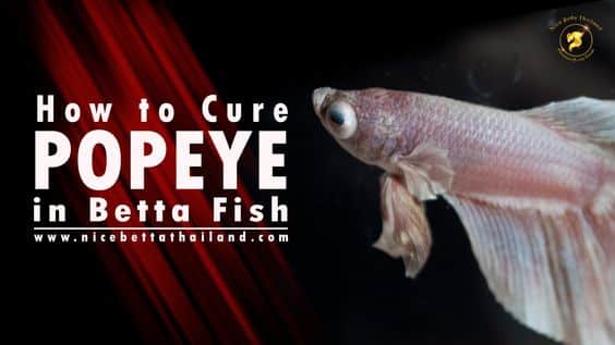 How to Prevent and Treat Popeye in Betta Fish