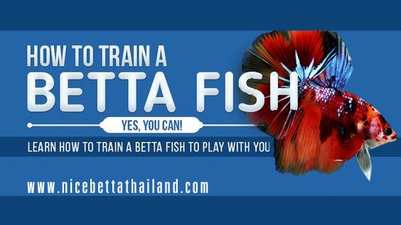 How to Train a Betta Fish. Yes, It Can Be Done