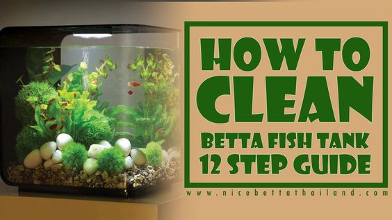 How to clean a betta fish tank in 12 steps