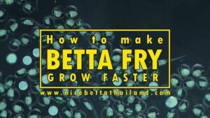 How to make betta fry grow faster