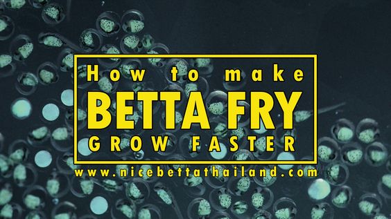 How to make betta fry grow faster