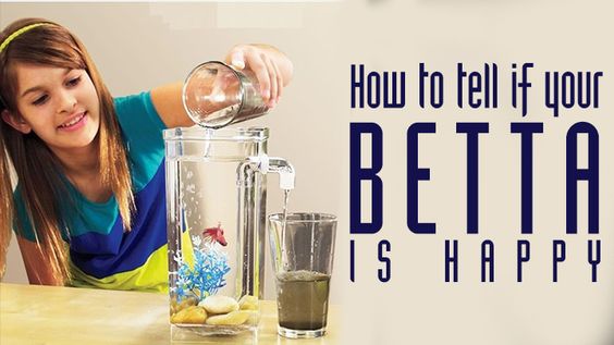 How to tell if your betta fish is happy