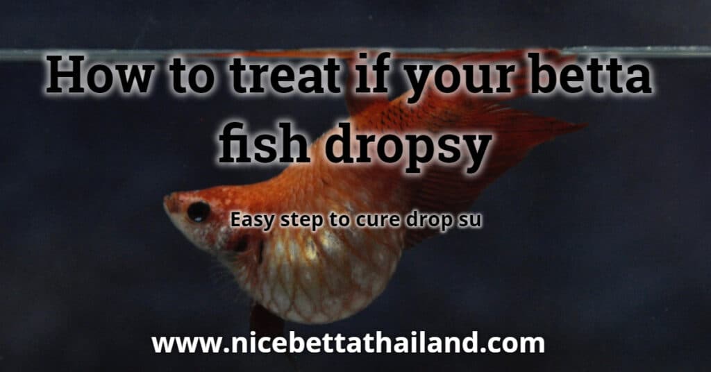 How to treat betta fish got dropsy
