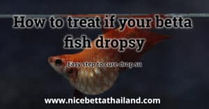 How to treat betta fish got dropsy