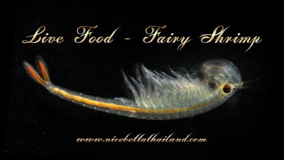 Live food or Fairy Shrimp for betta fish