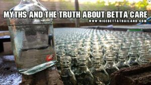 MYTHS AND THE TRUTH ABOUT BETTA CARE
