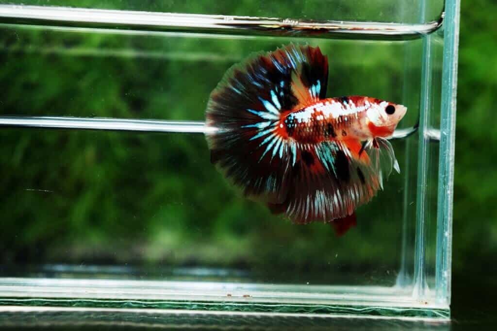 Nice Betta Thailand Candy