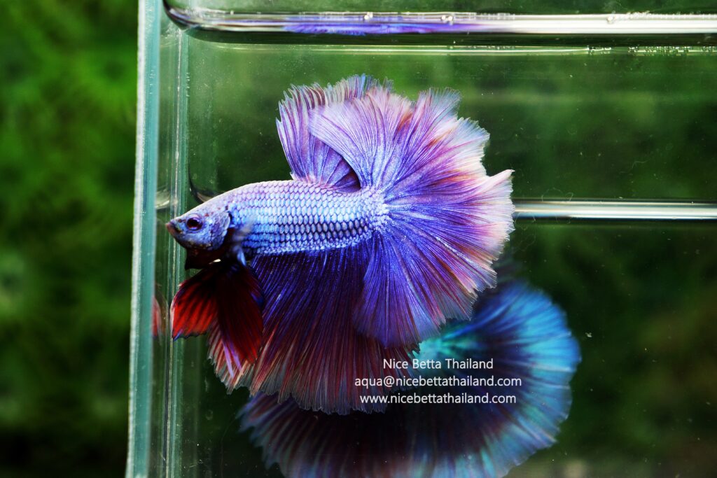 Purple betta fish