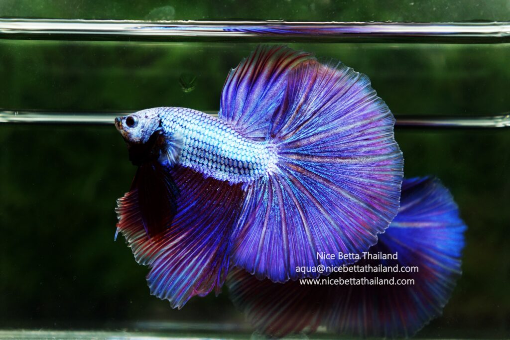 Purple betta fish