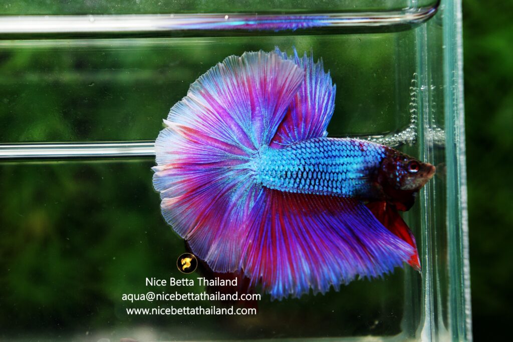 Purple betta fish for sale