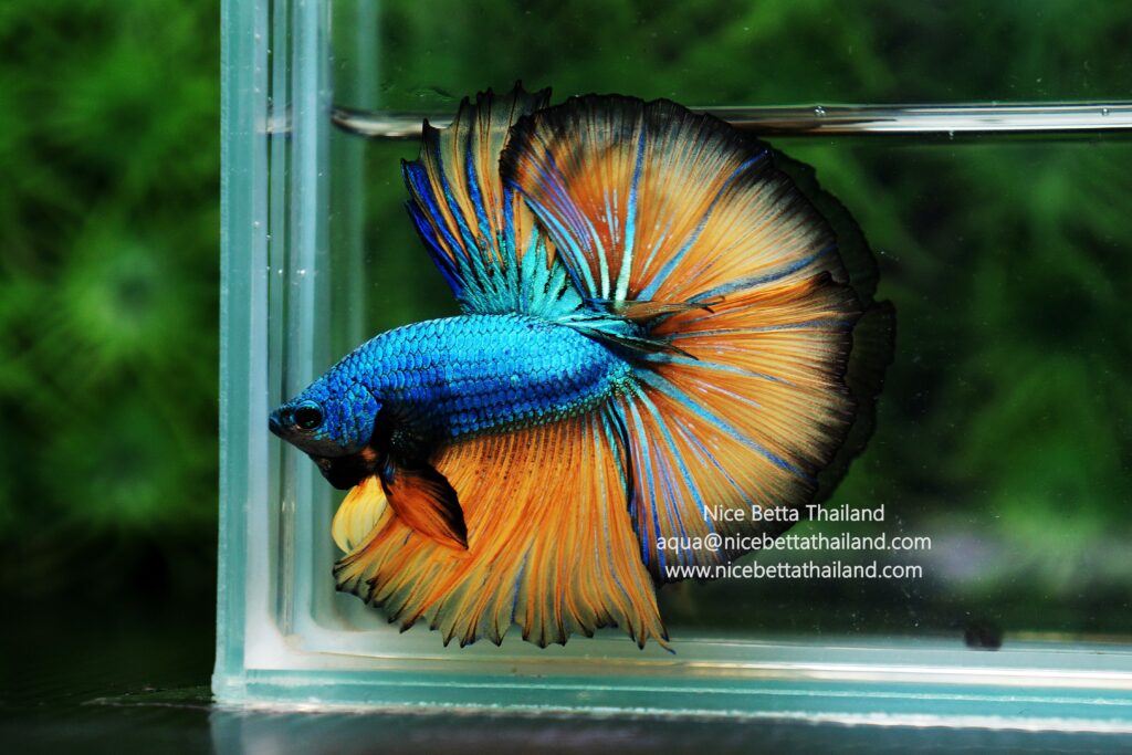 Tips on choosing your first betta fish 