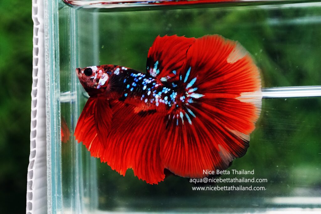 Rare betta fish