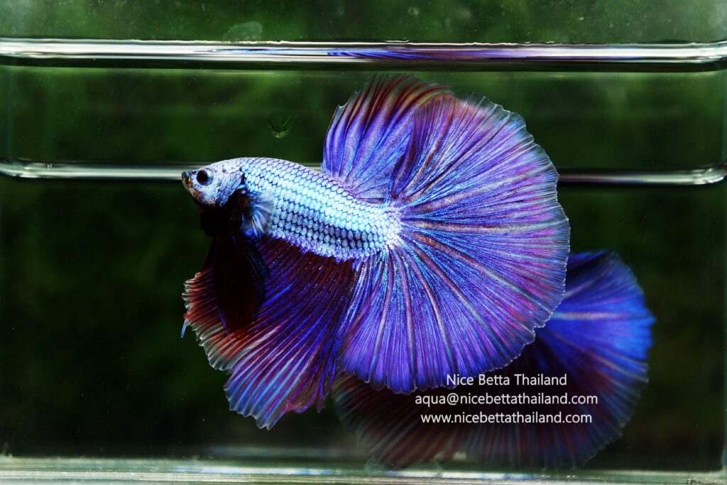 Rare betta fish