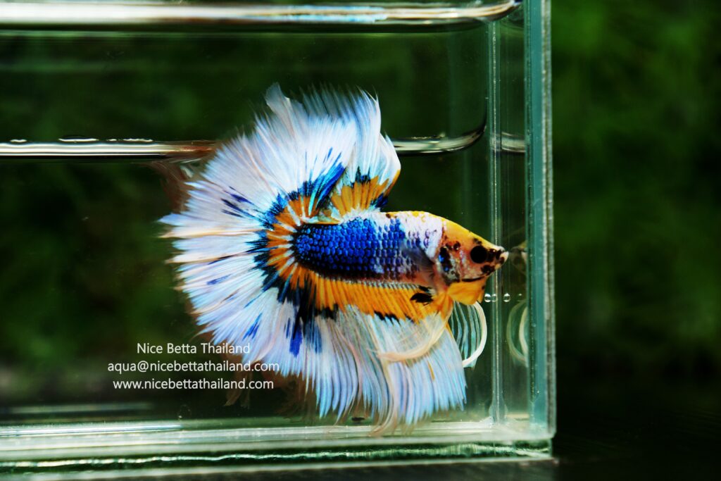 Rare betta fish