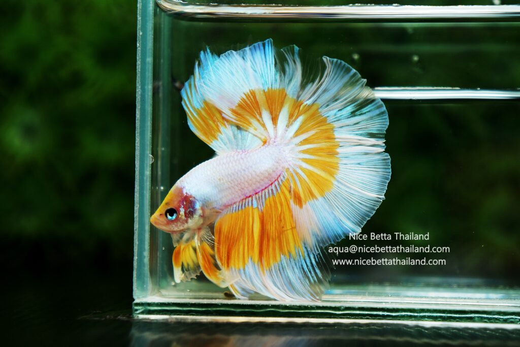 Rare betta fish