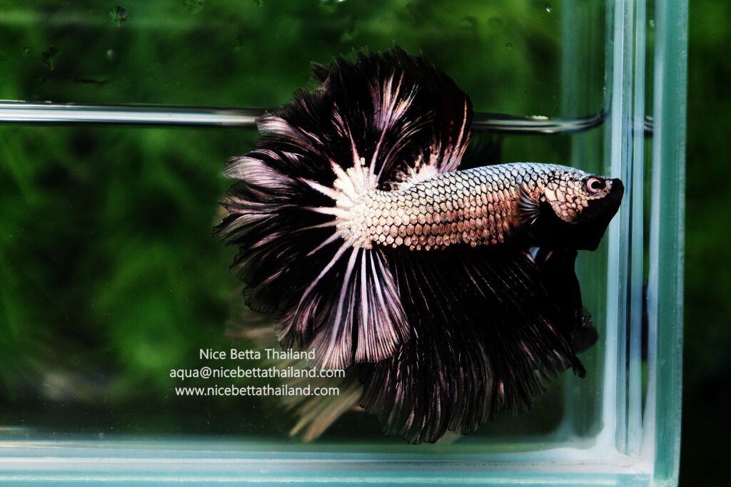 Rare betta fish