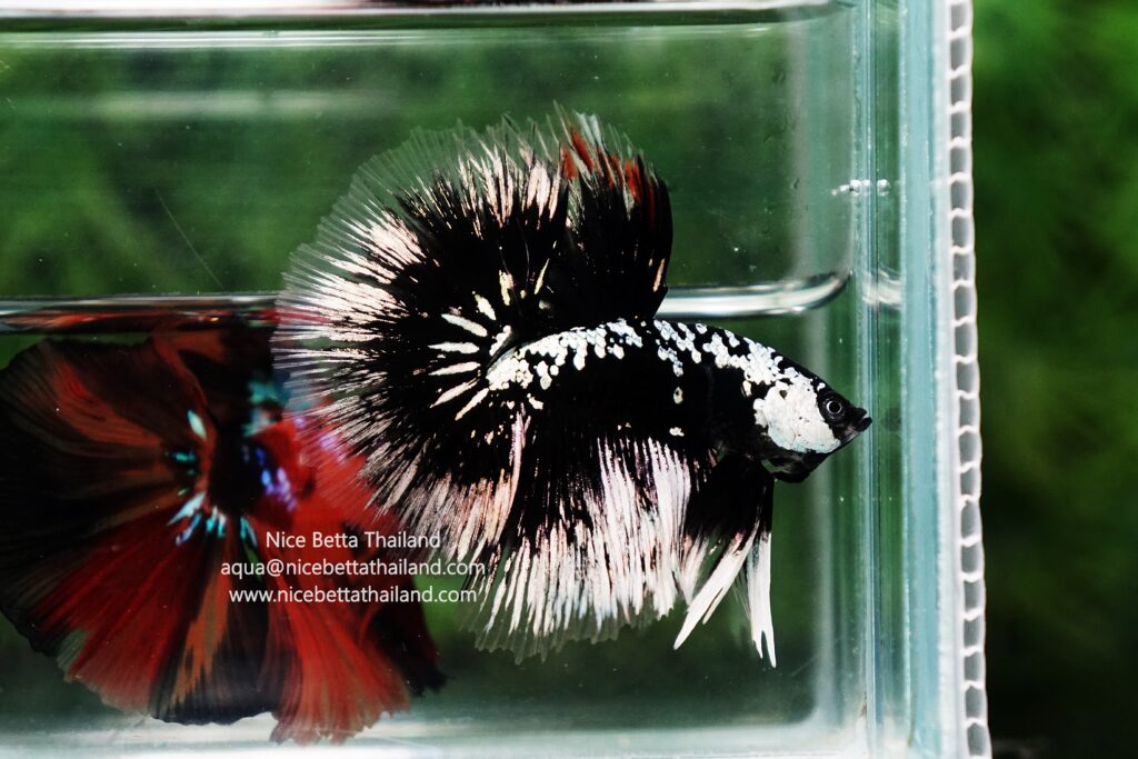 Rare betta fish