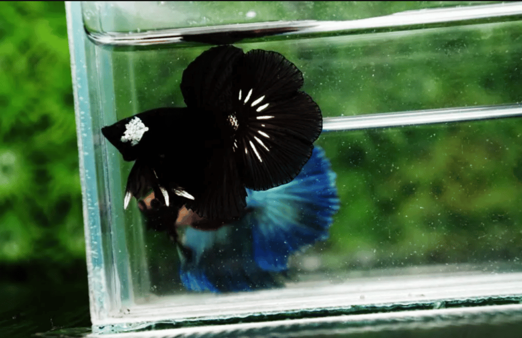 Samurai betta fish
