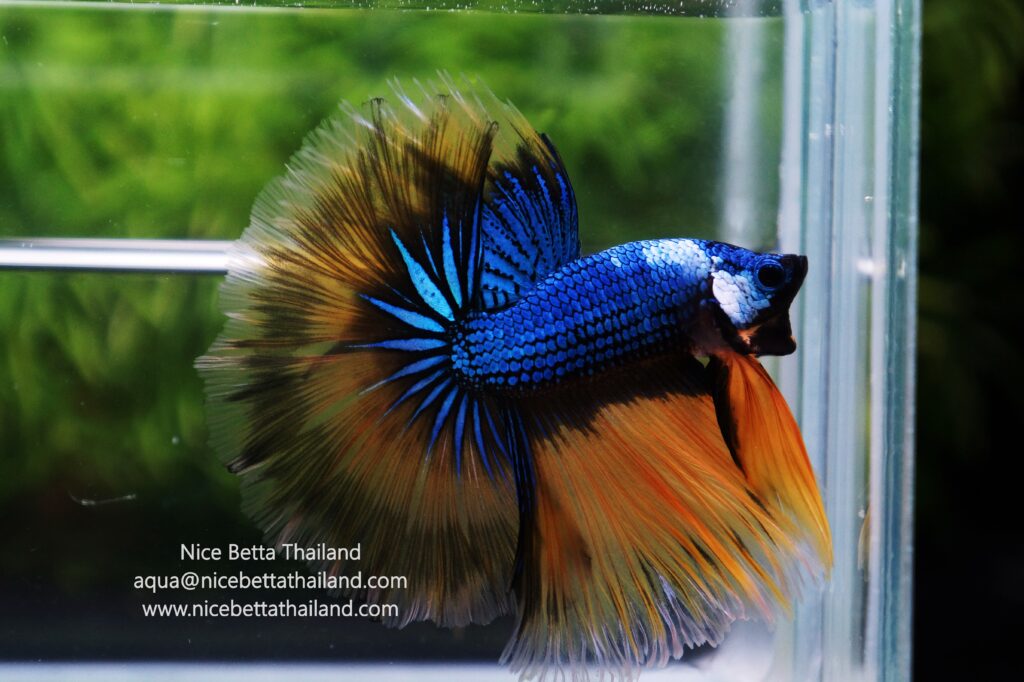 Siamese Fighting fish