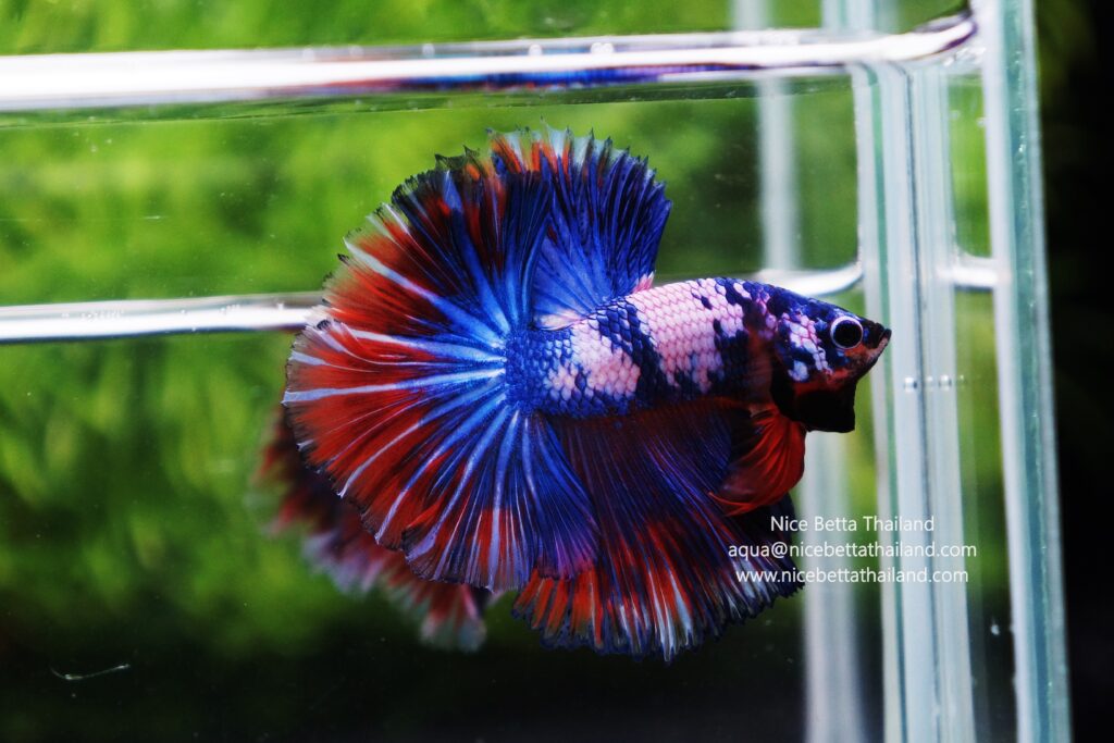 Siamese fighting fish