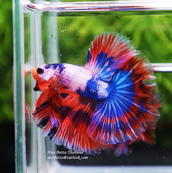 Siamese fighting fish